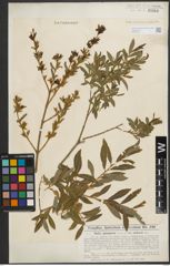 Foto von Salix purpurea L.